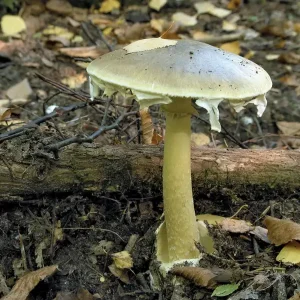 Death-cap-mushroom